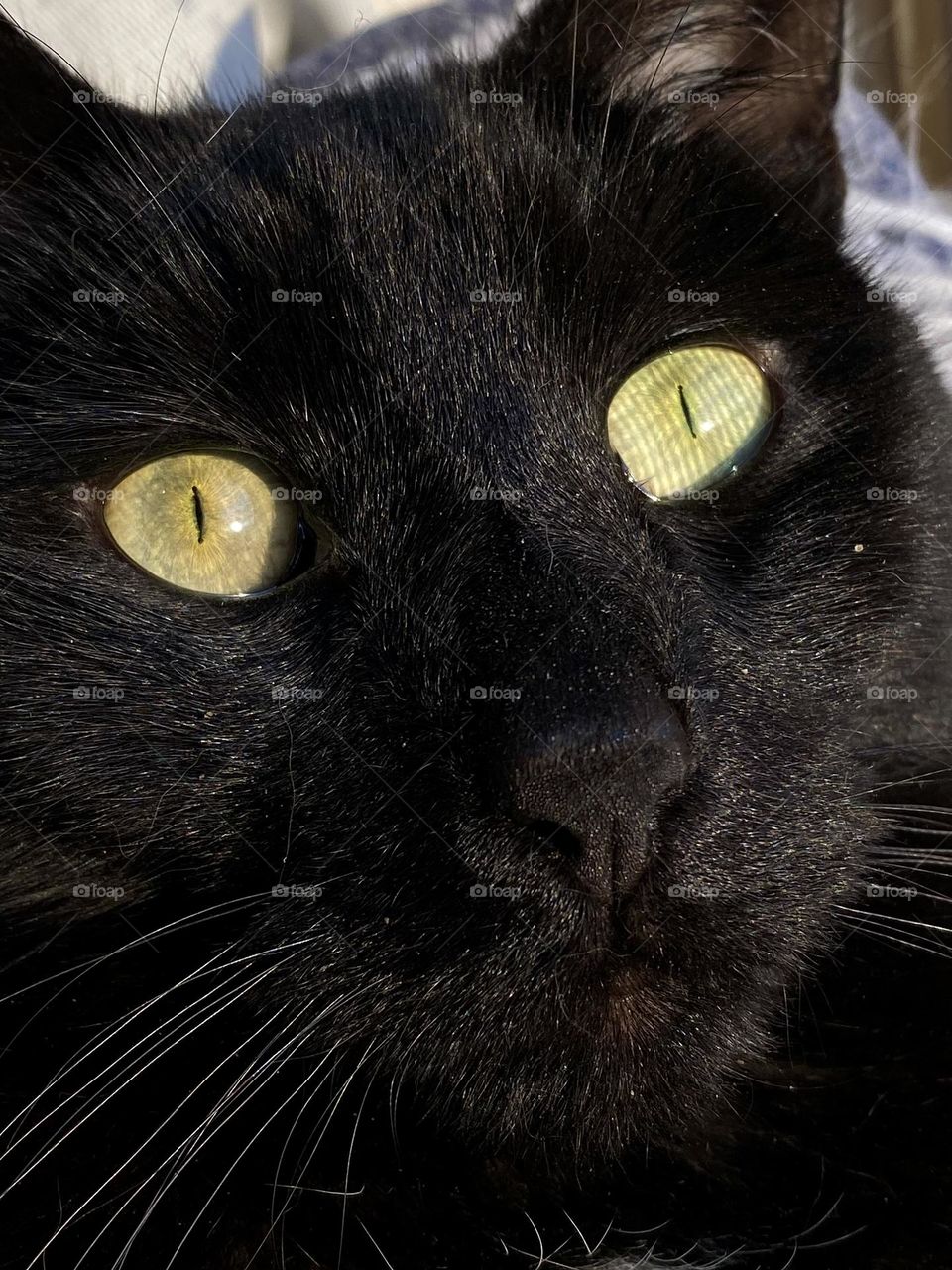 A black cat with the reflection of the window screen in her eyes