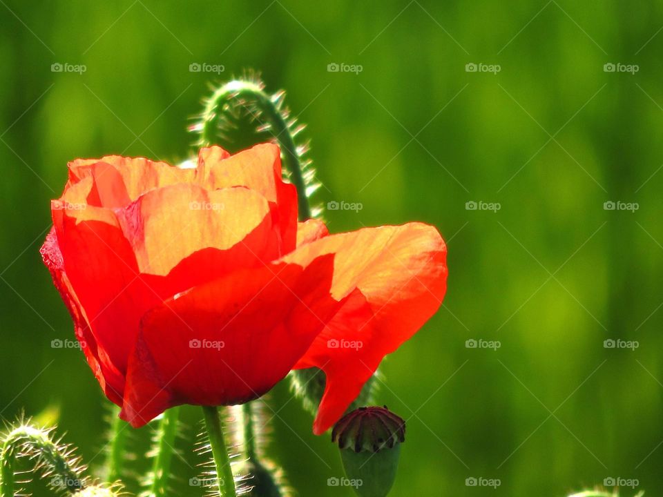 translucent poppies