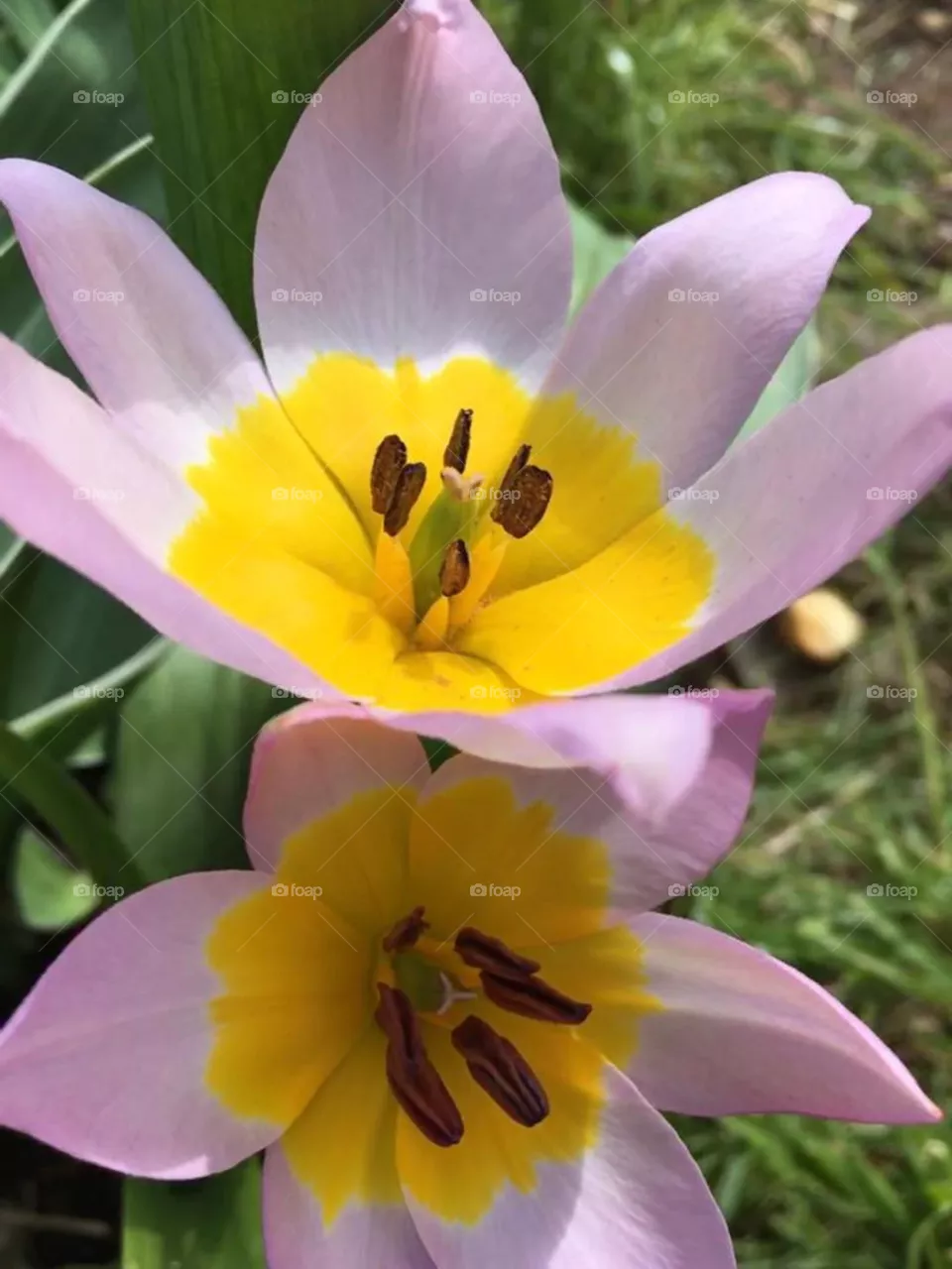 Crocus