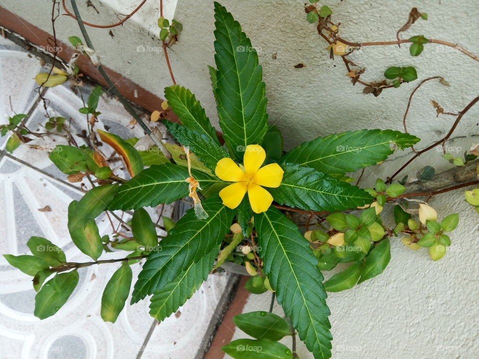 Leaf, Nature, Flora, Flower, No Person