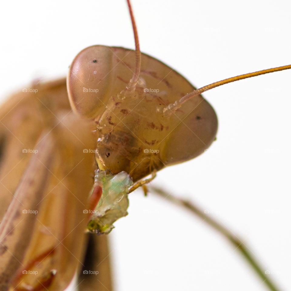 Mantis religiosa eating another Mantis, close up