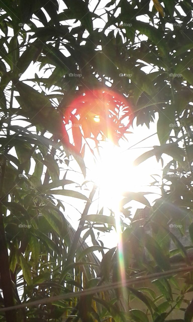 Leaf, Tree, Nature, No Person, Tropical