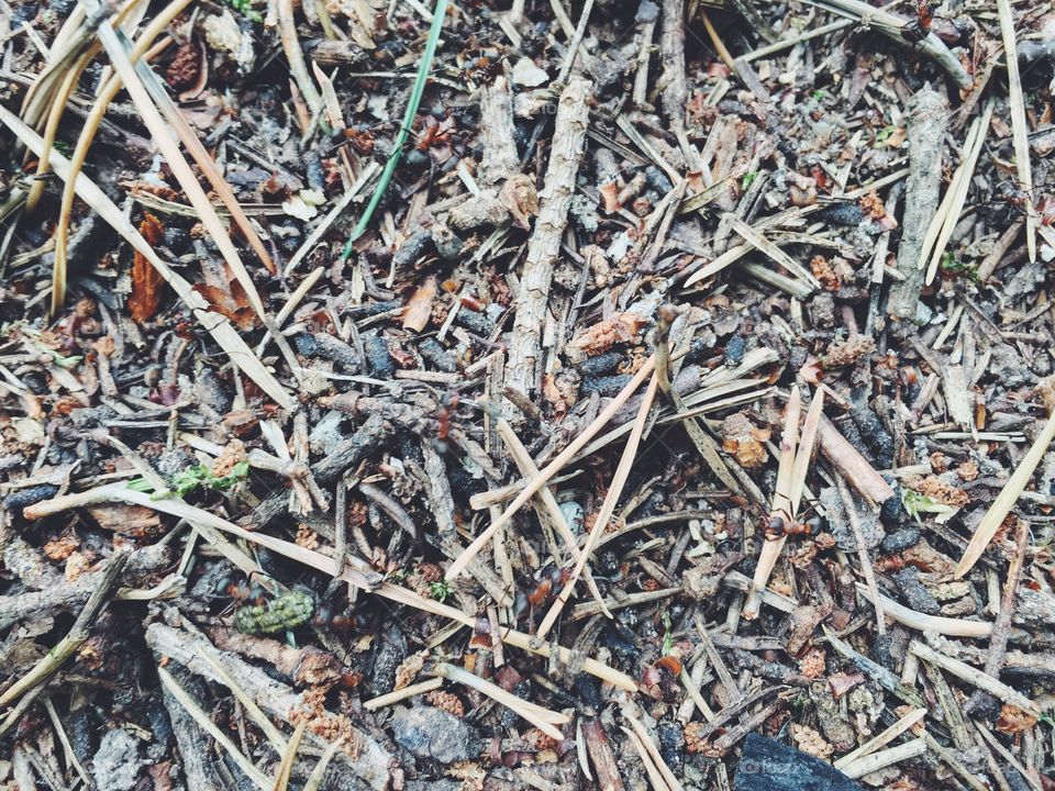 Desktop, Texture, Compost, Dry, Nature