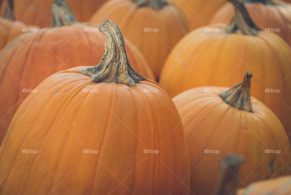 Group of Orange Pumpkins in Autumn 