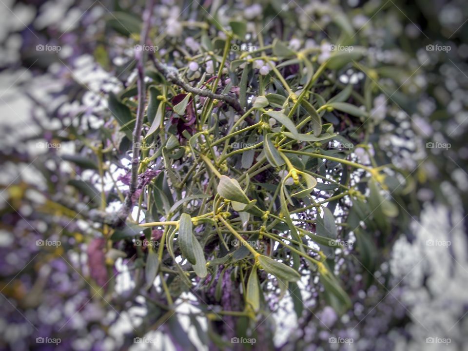 mistletoe in fall
