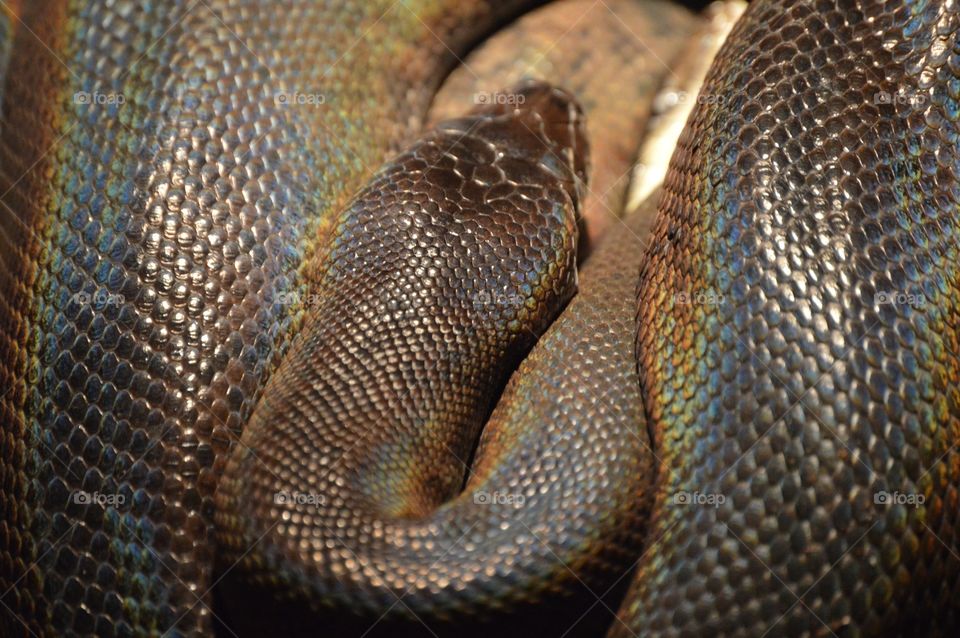 My favorite danger noodle.  🌈🐍