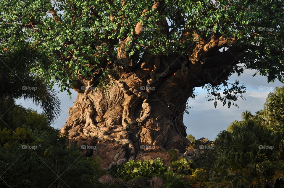 Tree of Life. This is a shot of the tree of life at Disney's Animal Kingdom in Orlando Florida