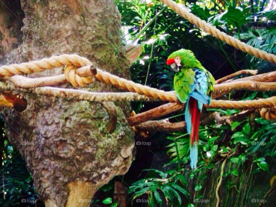 Parrot Perch . Animal kingdom in Disney world 