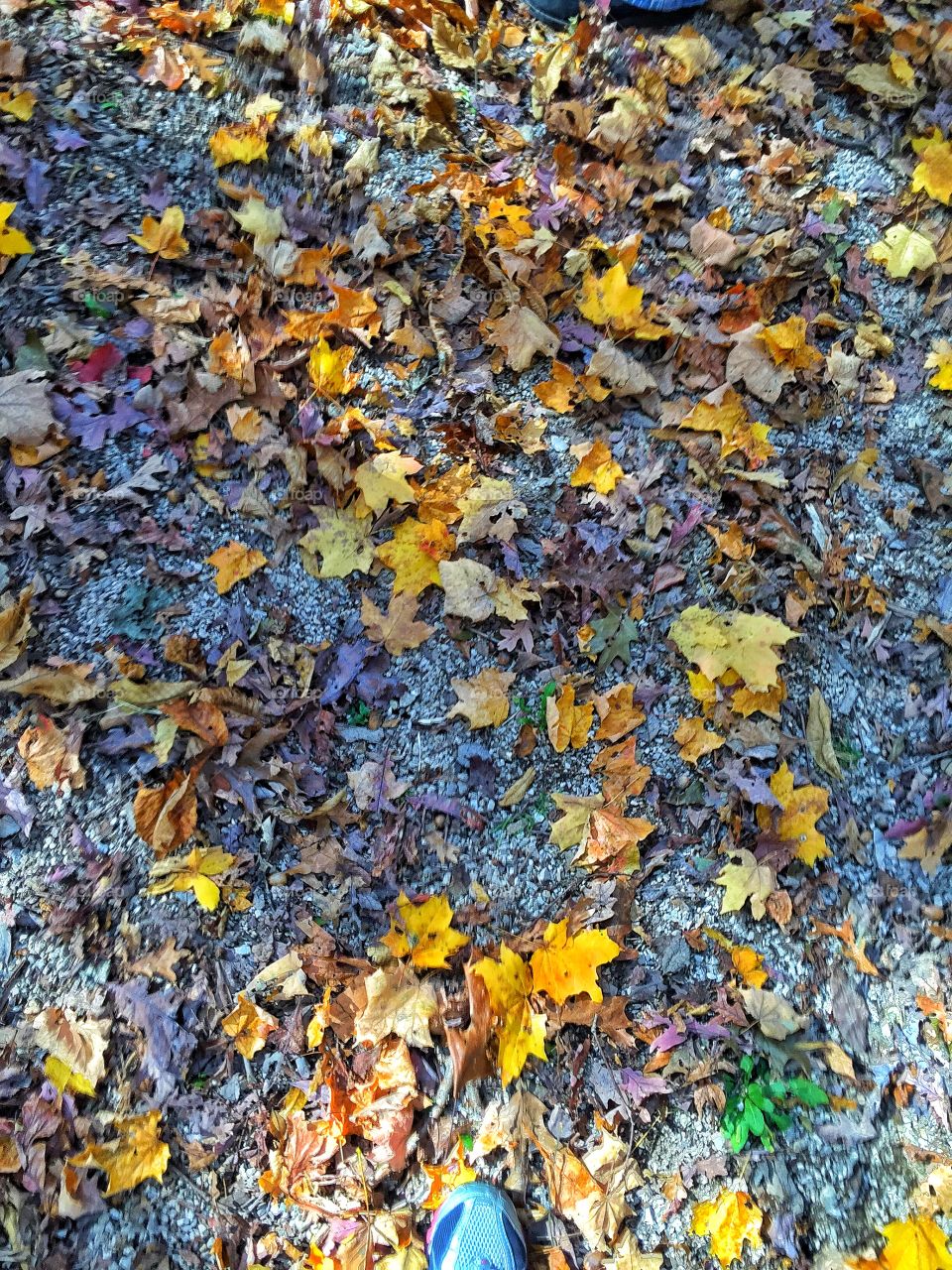 Fall leaves 