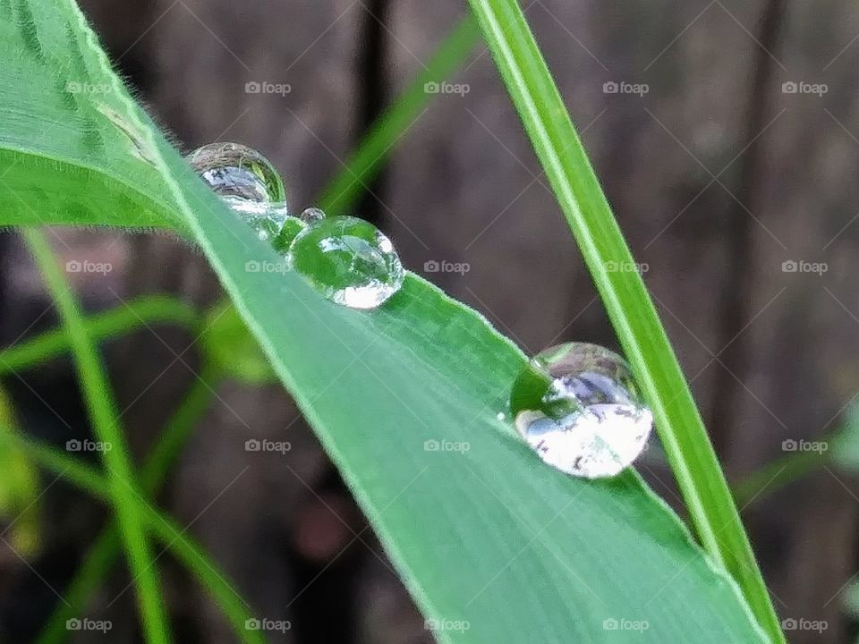 water droplets on a leaf