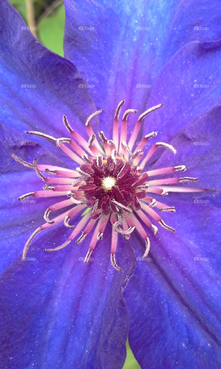 Clematis Center. up close centerof clematis flower
