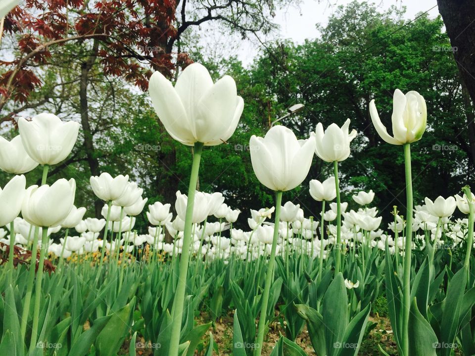 Pretty white tulips