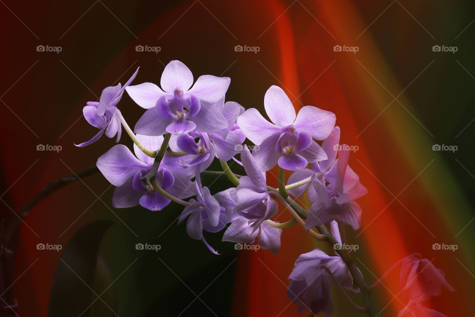 White-violet orchid phalaenopsis on blood-red-green background flashes