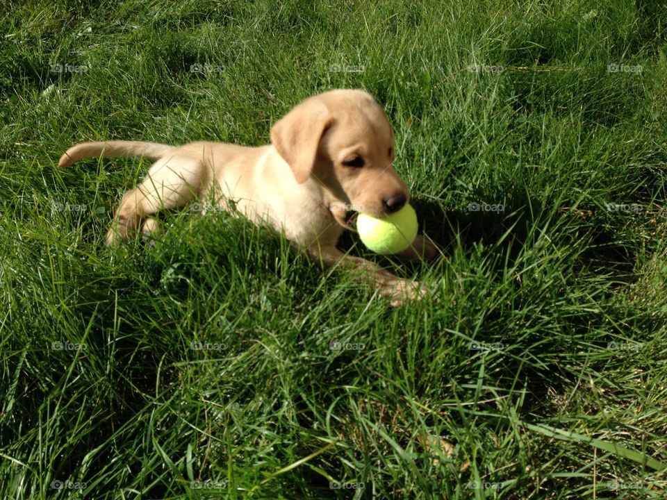 Dog playing in grass with ball