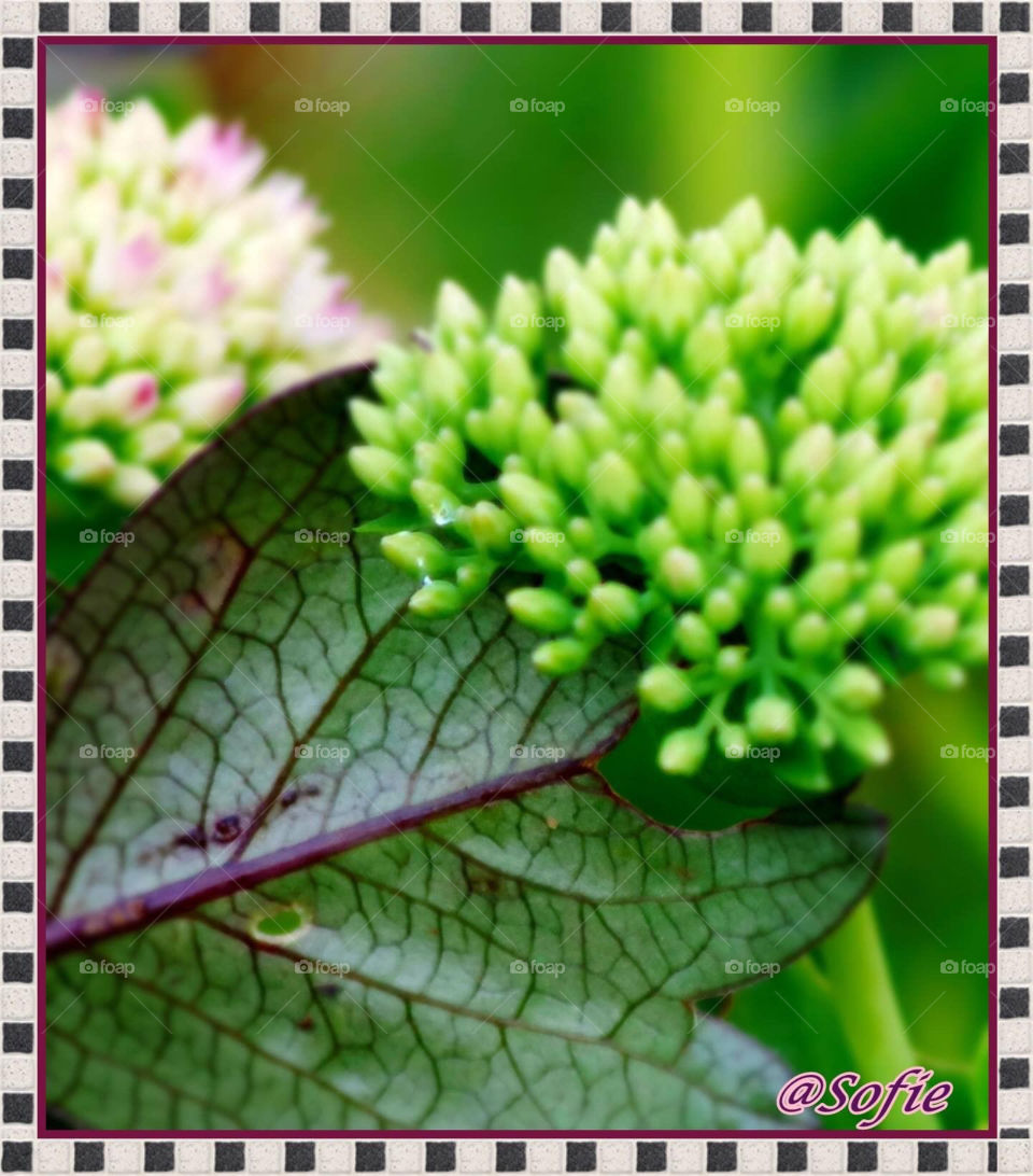 Flowers is my favorite