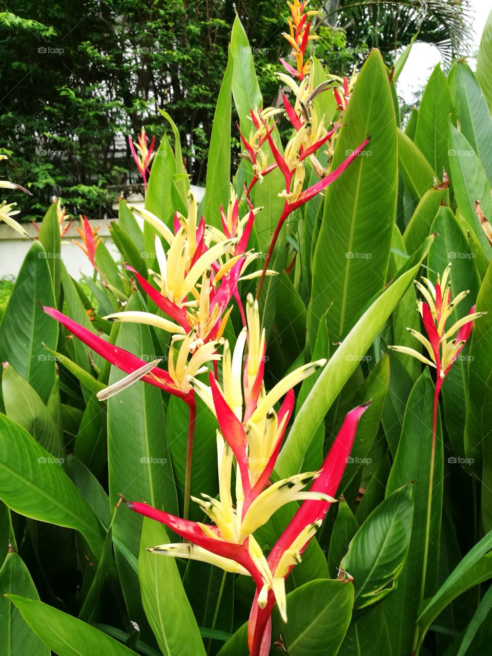 Heliconia flowers with red and yellow color bloom in garden.