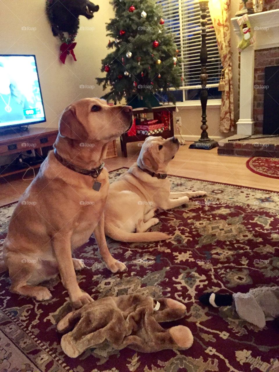 Dogs. Christmas 