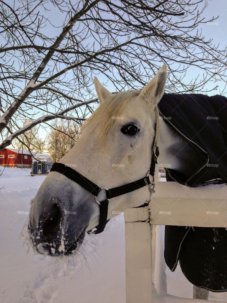 Glimmers: close up of the funny curious white horse head 