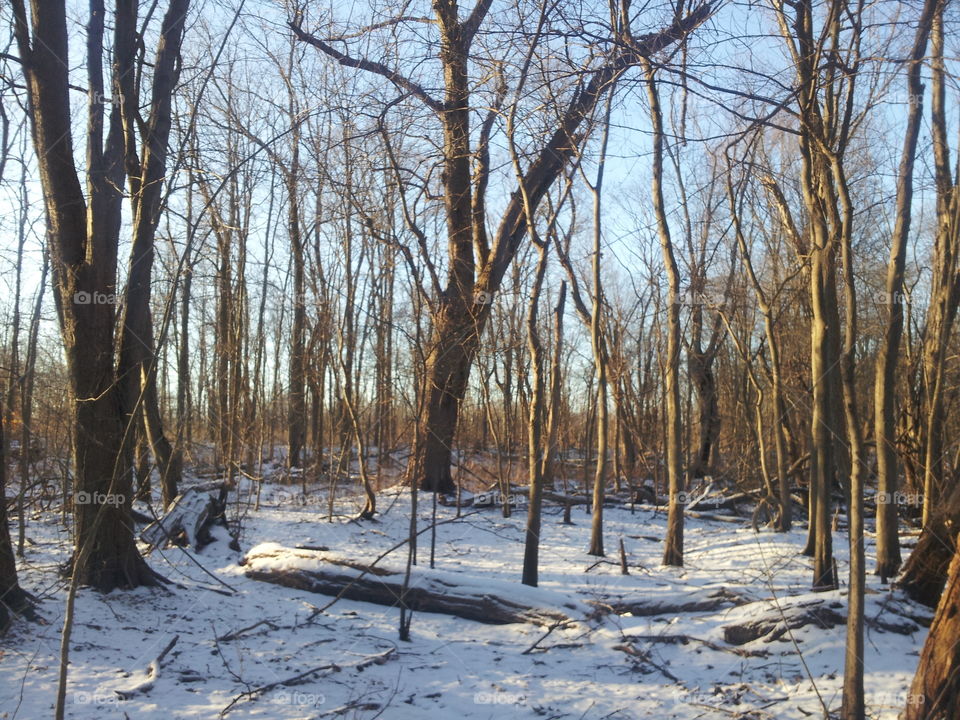 winter woods. snow covered woods