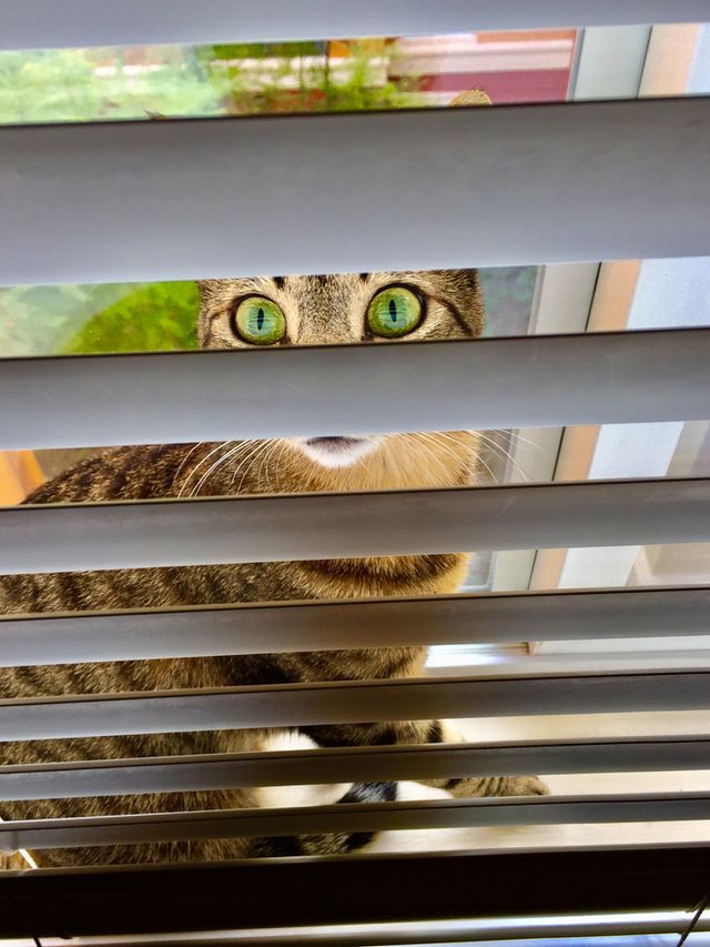 Tabby cat looking through blinds