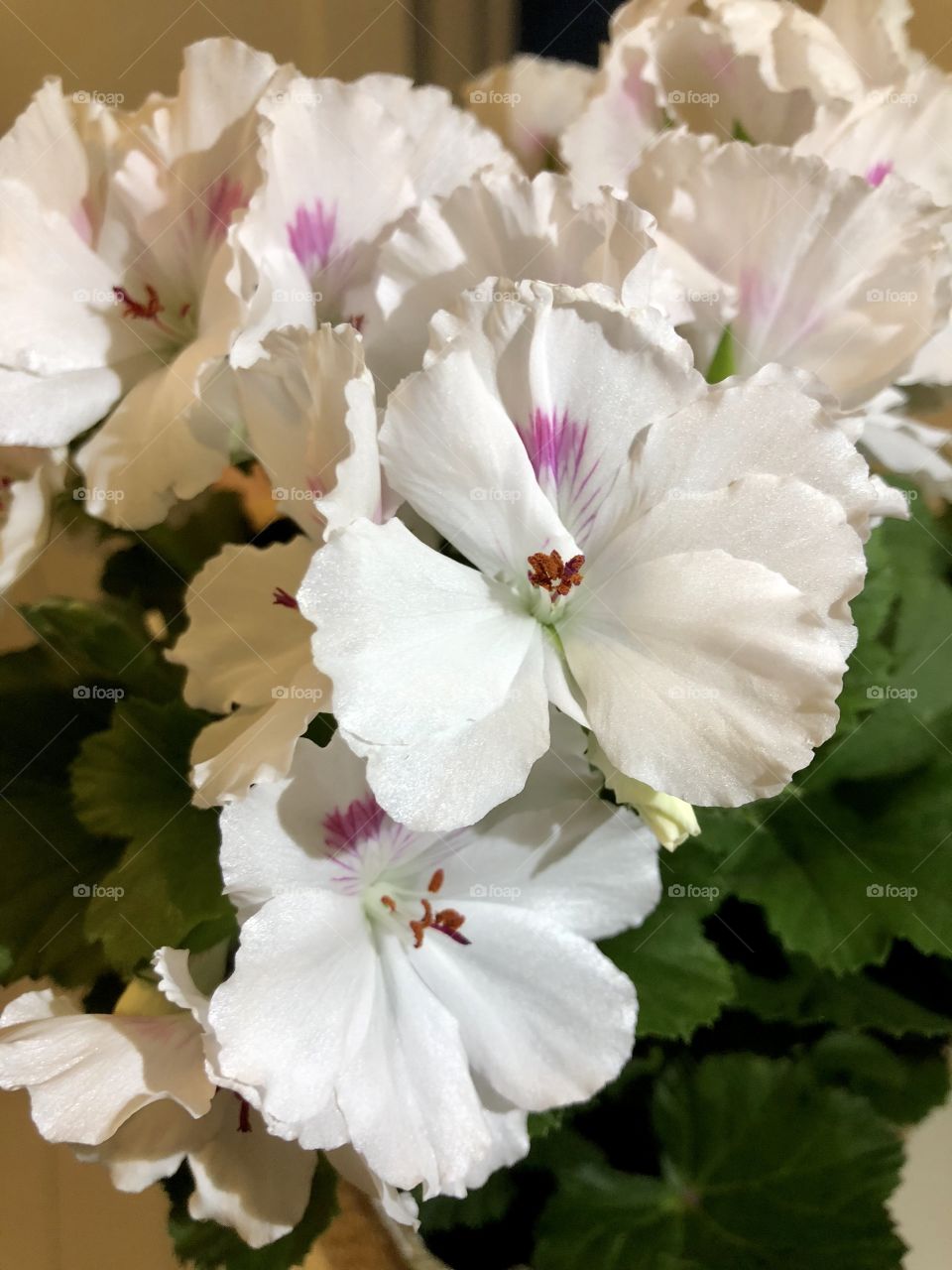 Pelargonium