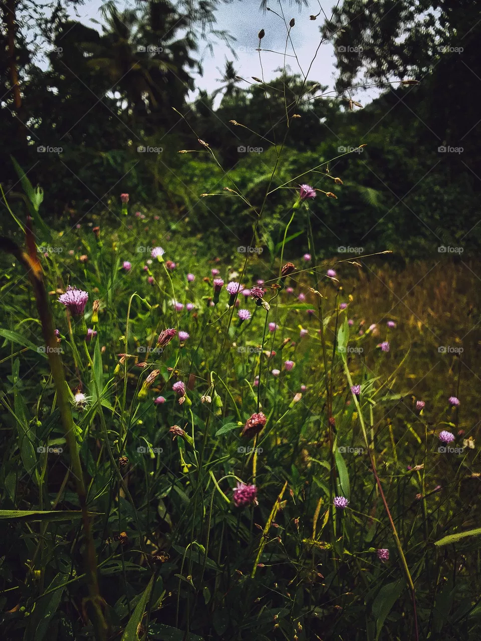 Beautiful flower