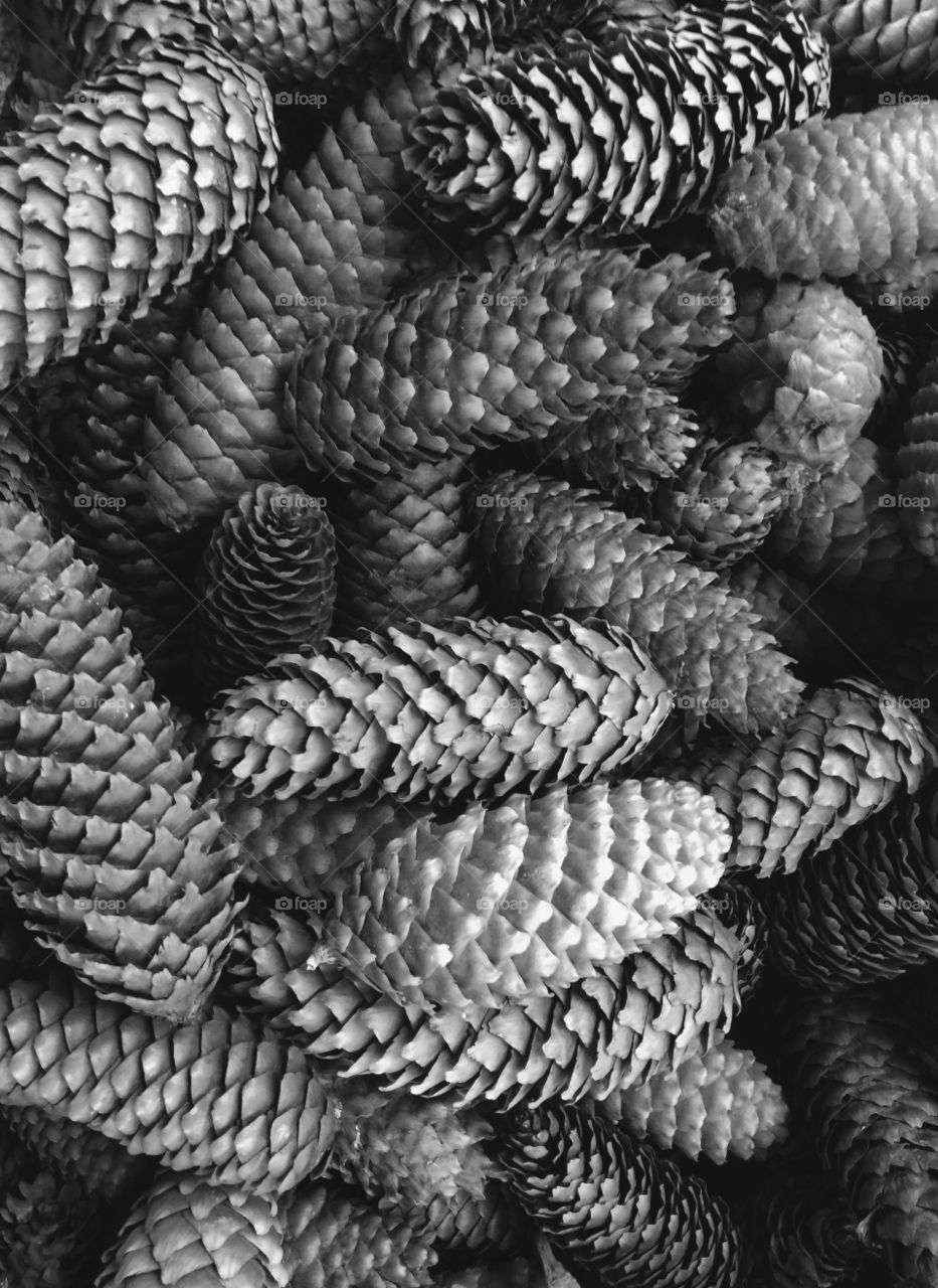 Full frame of pine cones