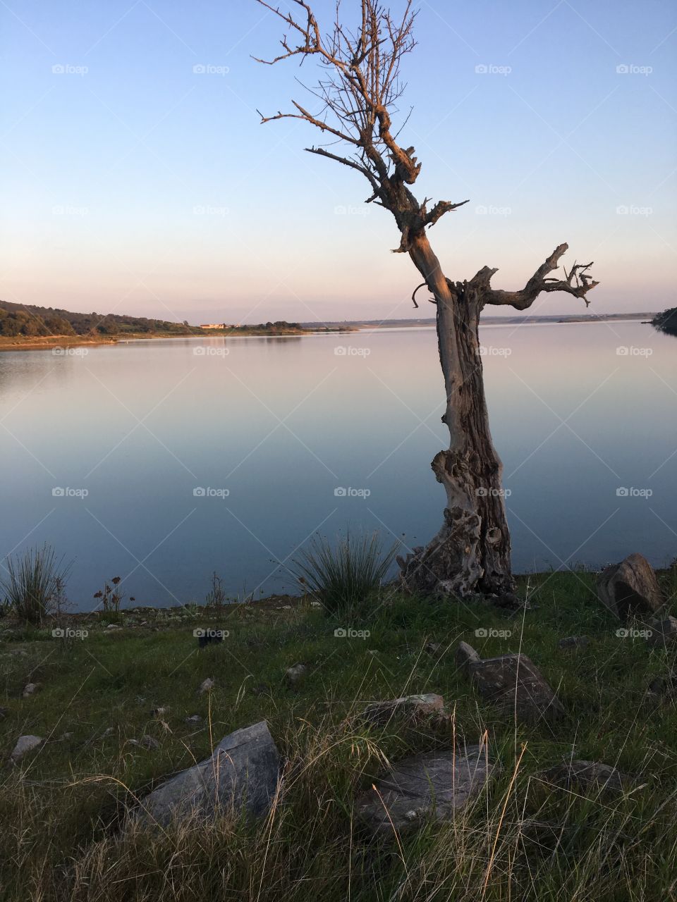 Lake Sunset and Weathered Tree