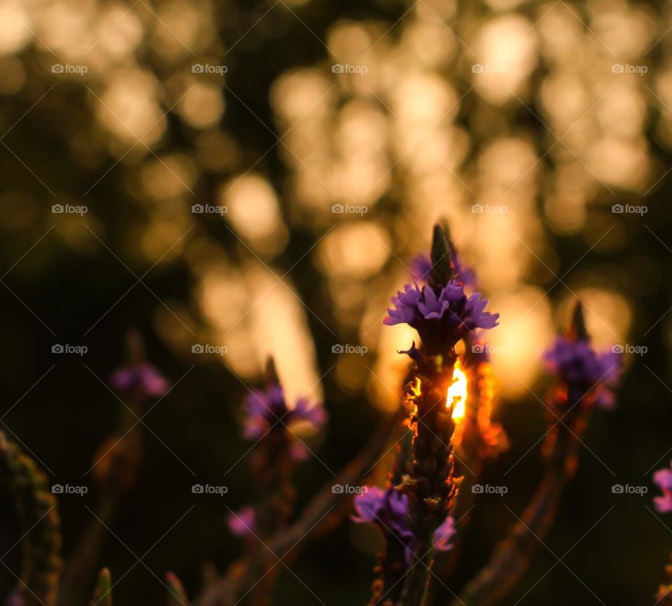Close-up of flower during sunset