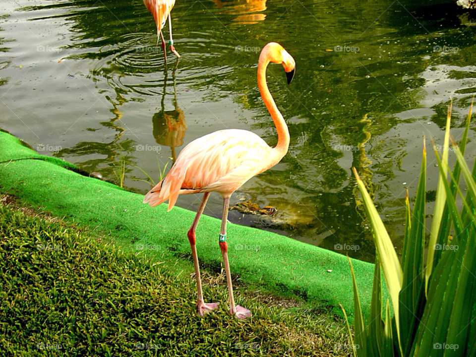 flamingo tropical bird exotic bird pink bird by bobmca1