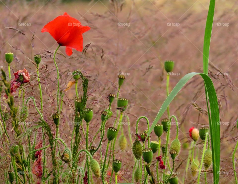 beautiful poppies.