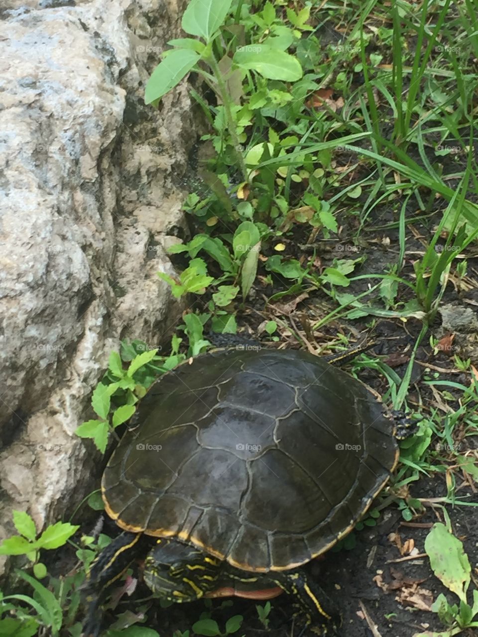 peaceful turtle  