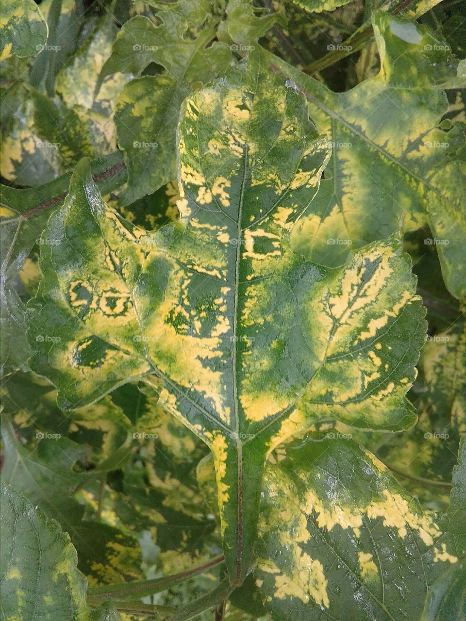 leaf