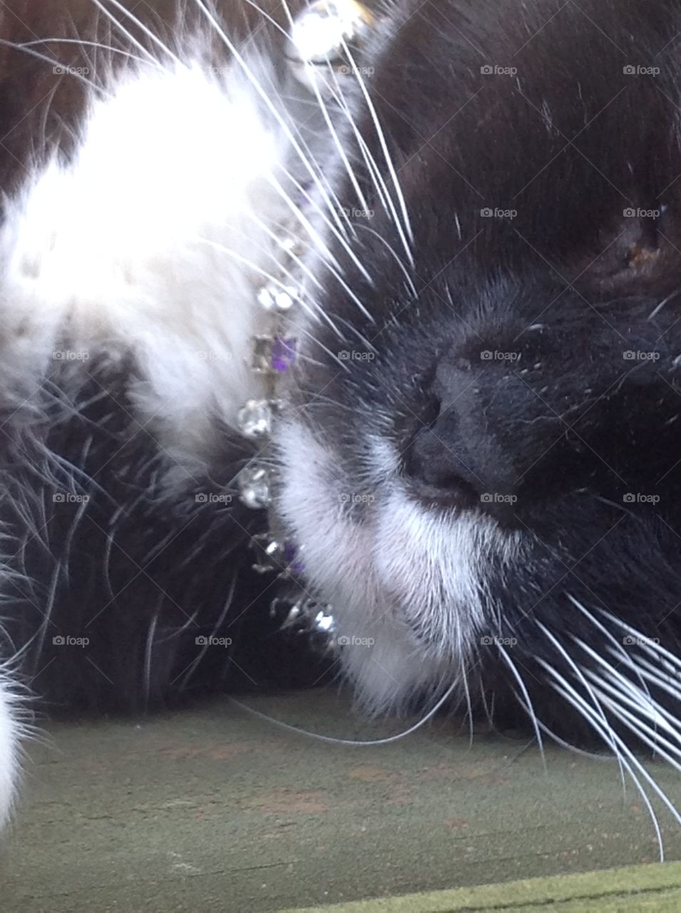 My pet cat's black nose up close. 