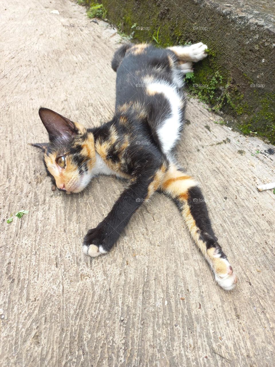 Striped cat with three beautiful colors
