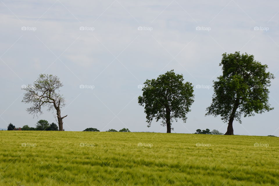 Farmers field ... Local Landscape  