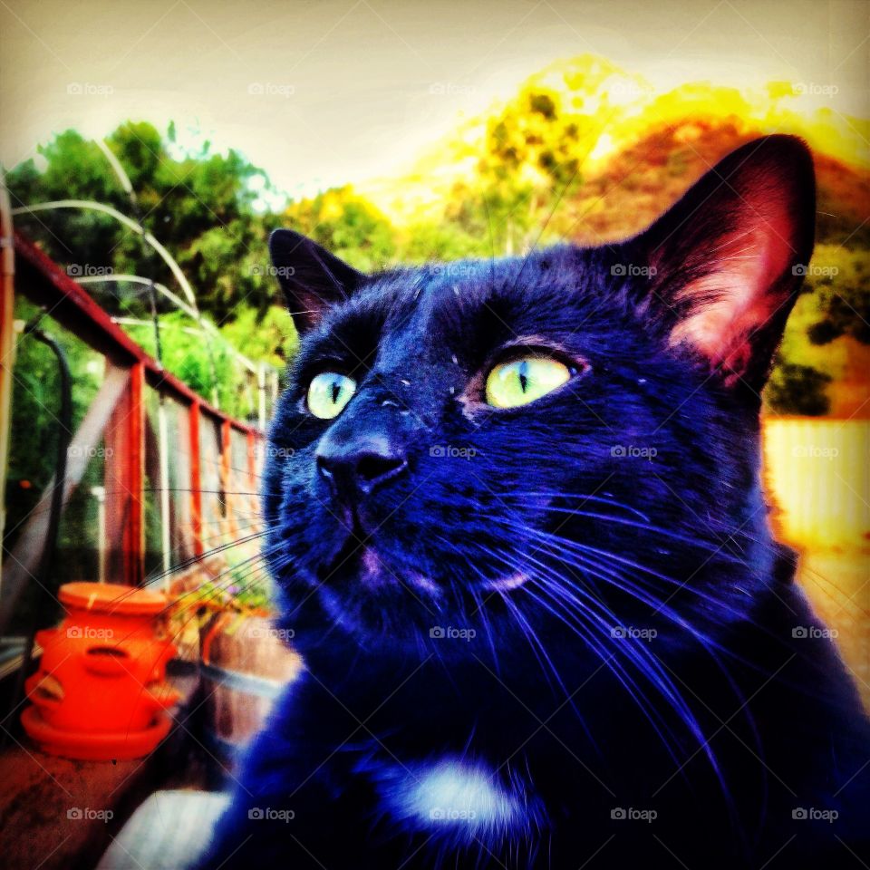 Mylo. A black cat appears in a colorful photo