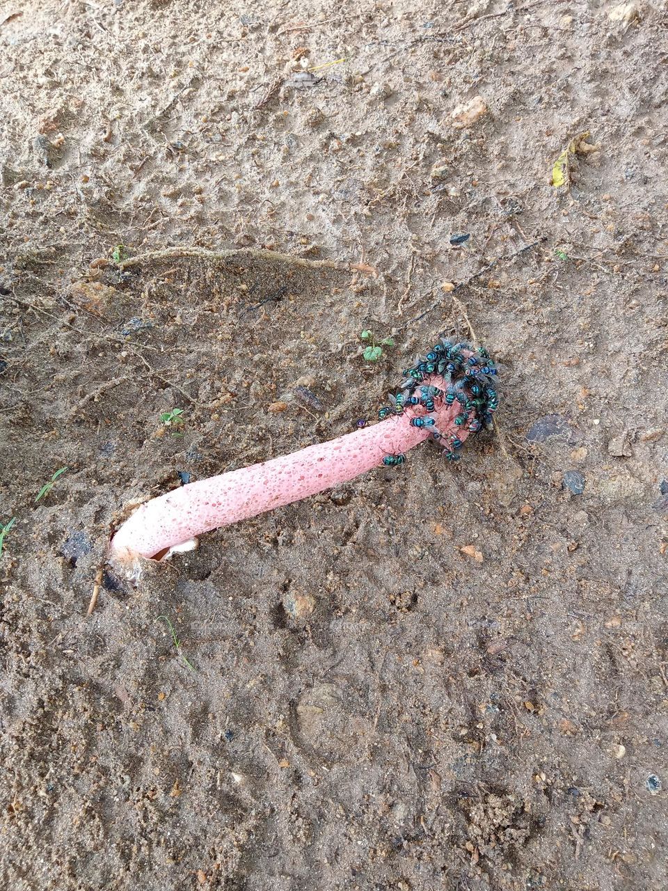 Houseflies consuming stinkhorn