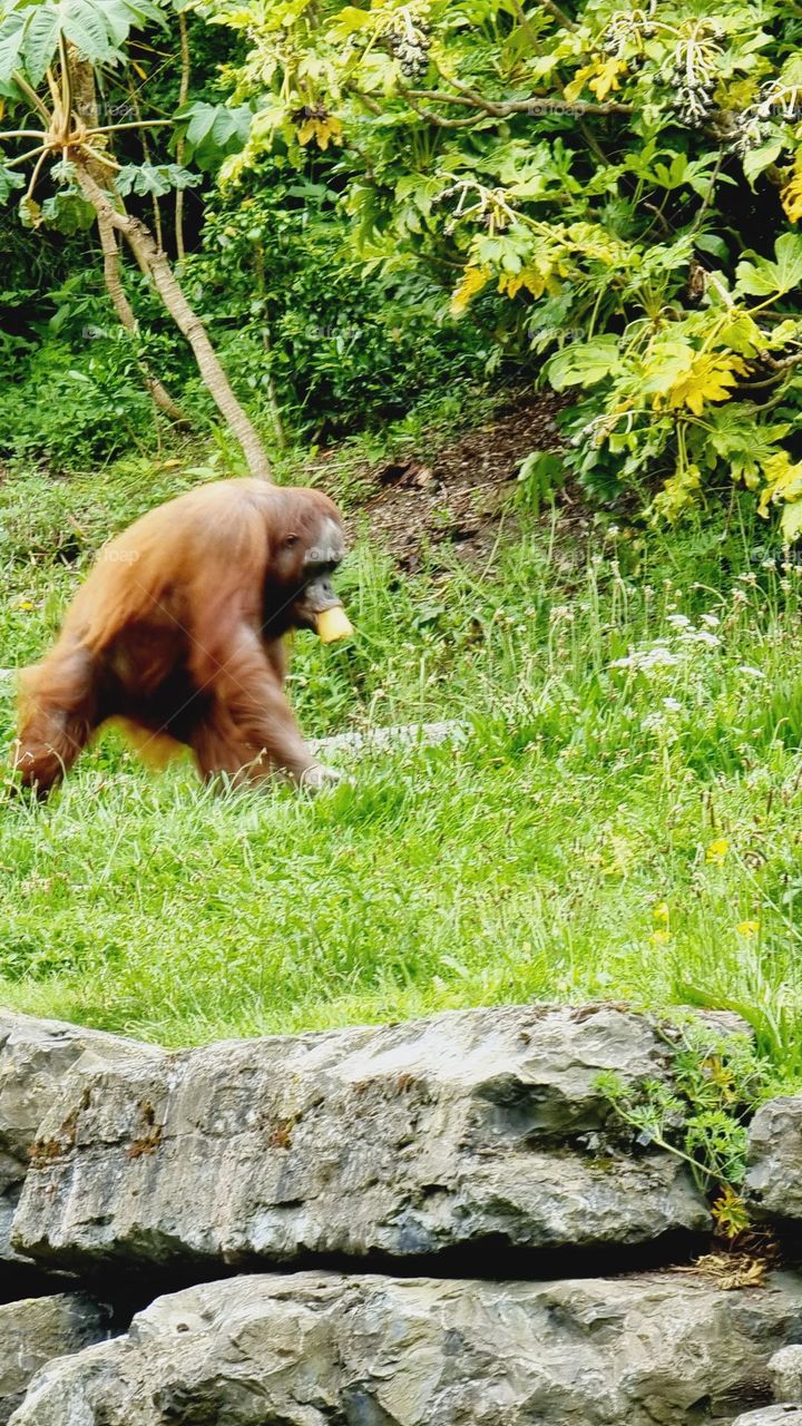 Picture from Dublin Zoo, Ireland