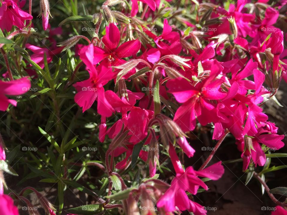 Phlox