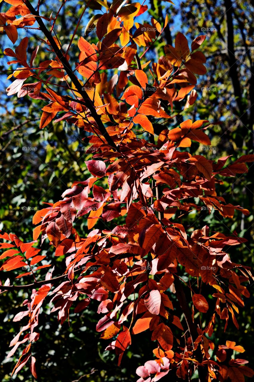 Close-up of trees