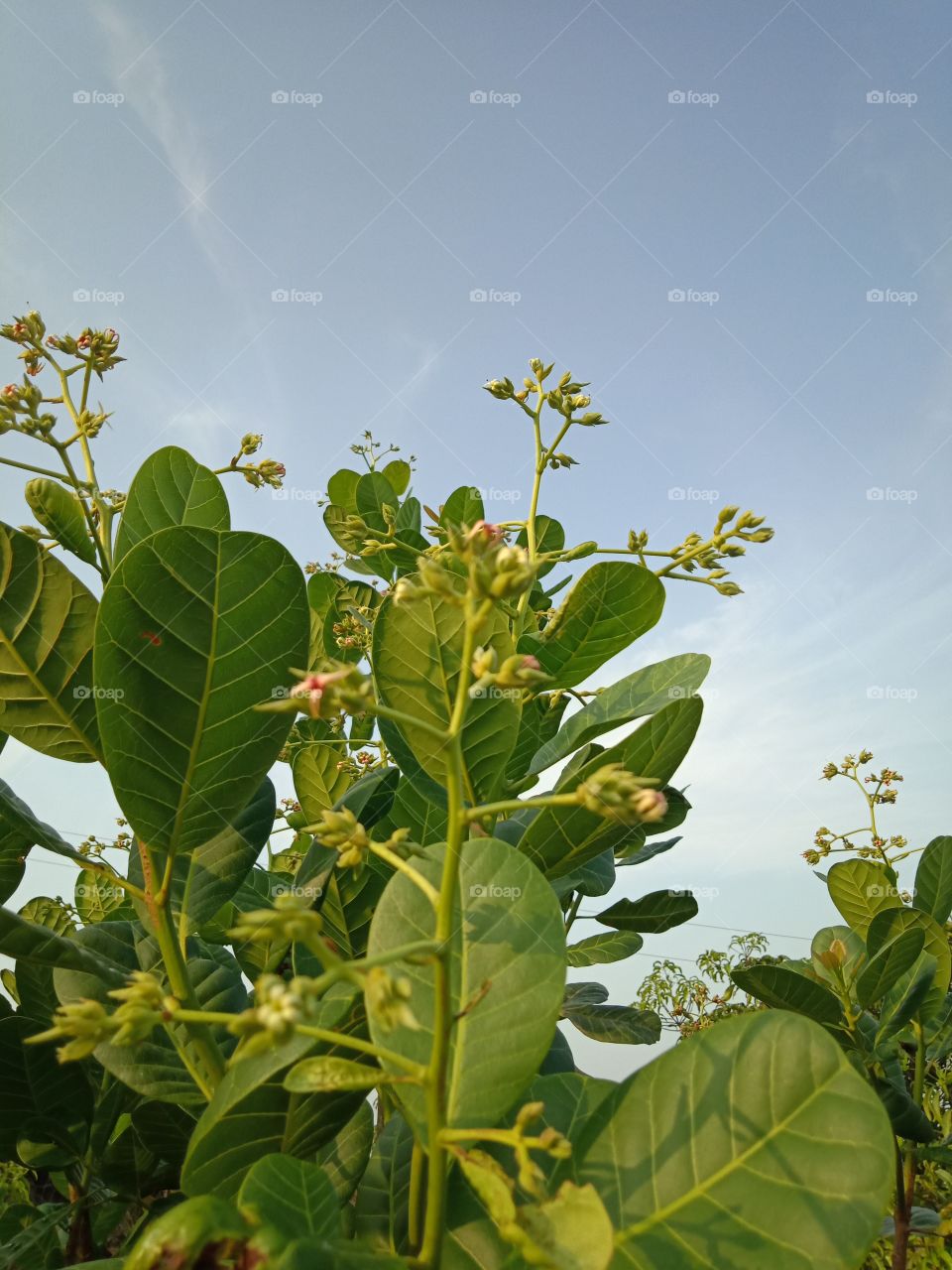 Cashew nuts flower