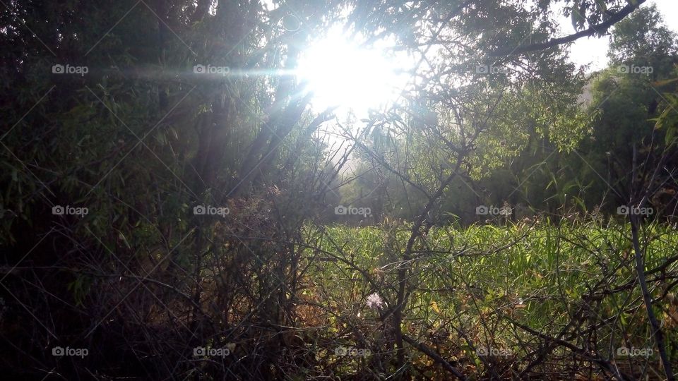 sunlight between trees