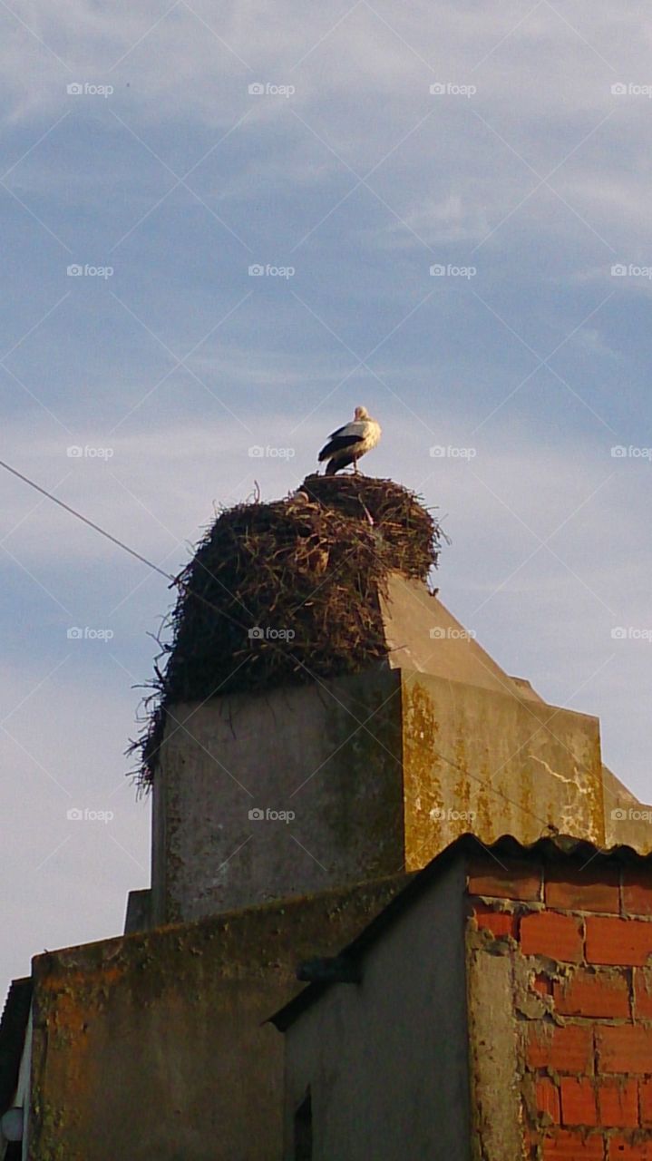 stork at home. stork in top of an old church