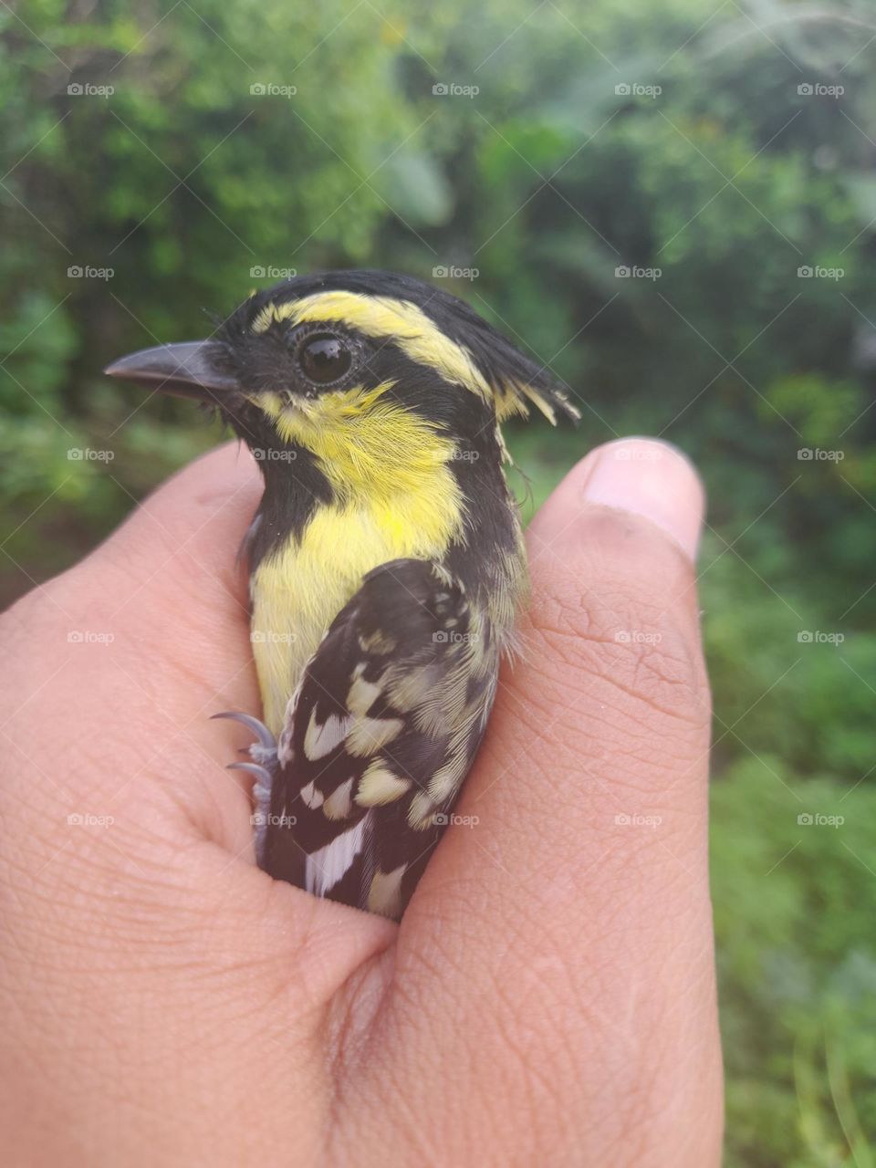 The Himalayan black-lored tit, also known as simply black-lored tit, is a passerine bird in the tit family Paridae.