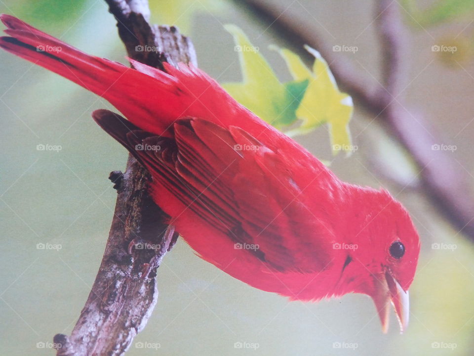 summer tanager