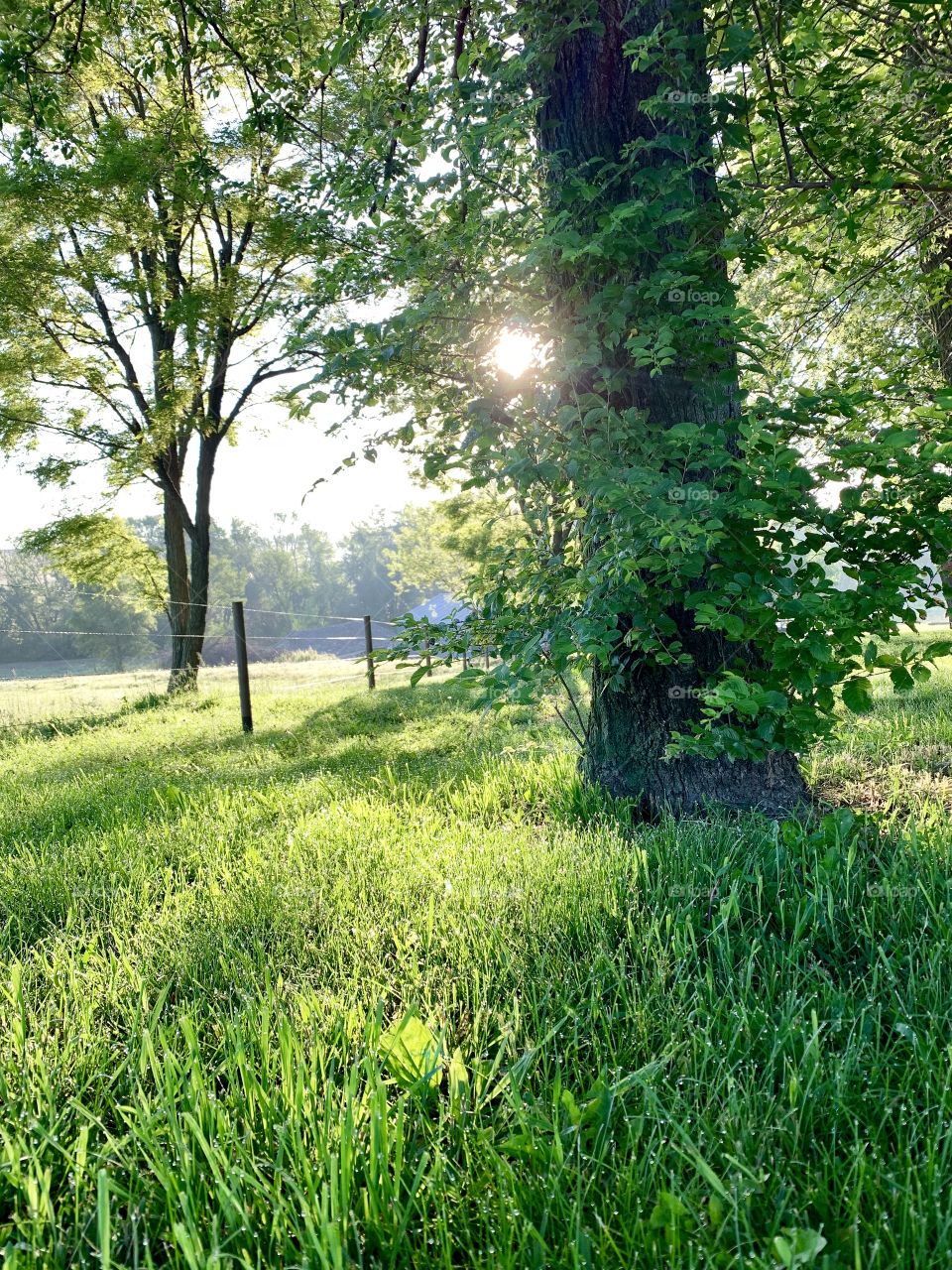 Sunlight streaming through leafy trees in a grassy area along a wire fence in the country