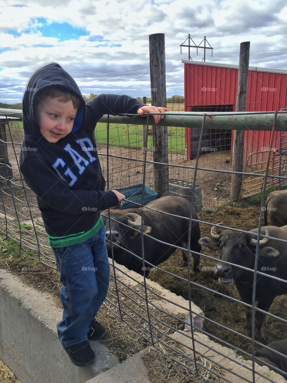 Loving the buffalo . Day at the farm