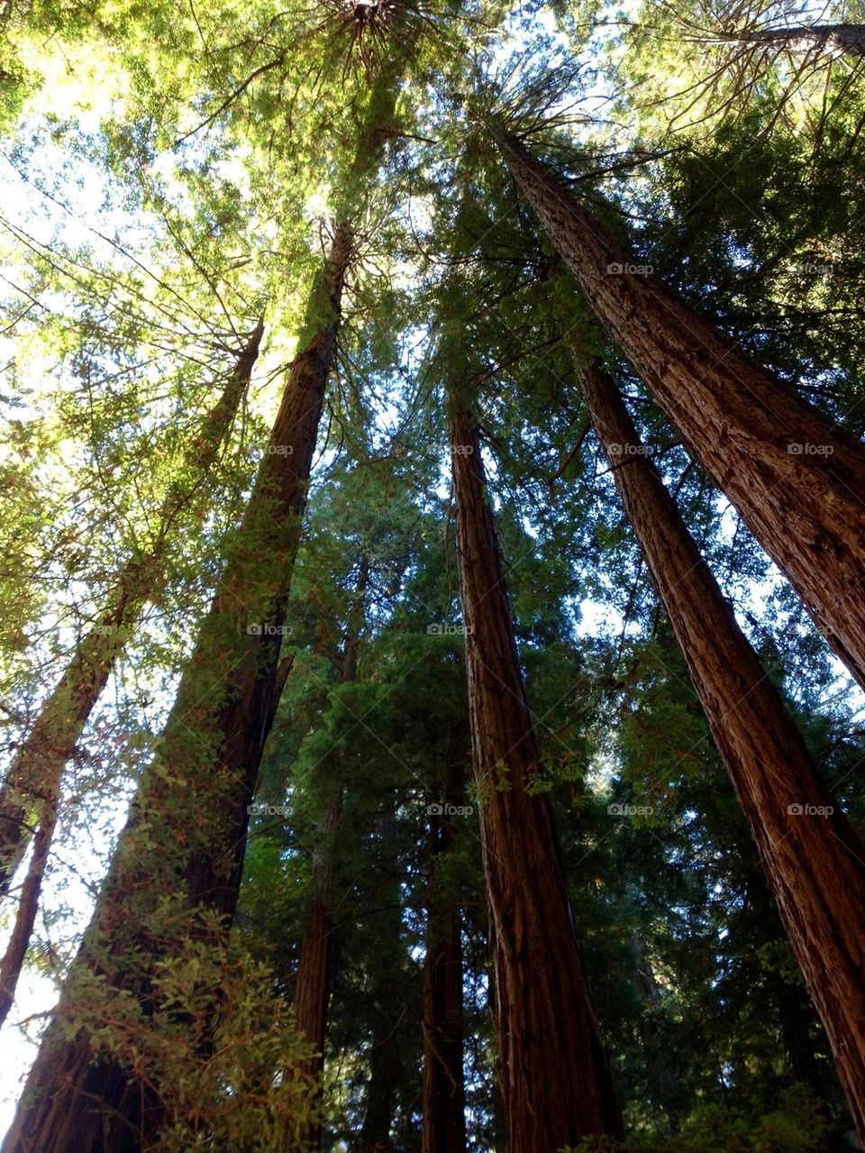 Low angle view of trees