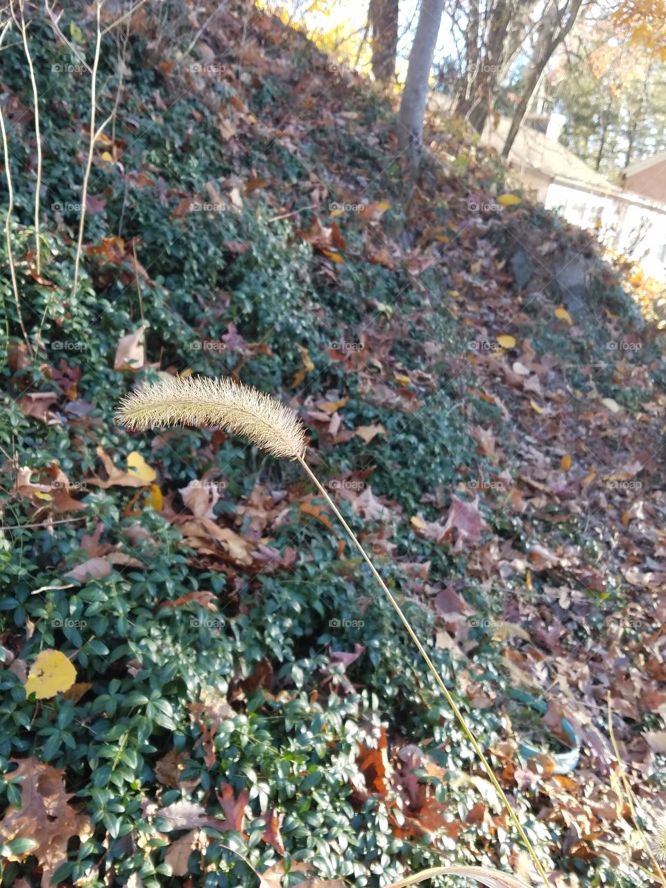 Plants in autumn